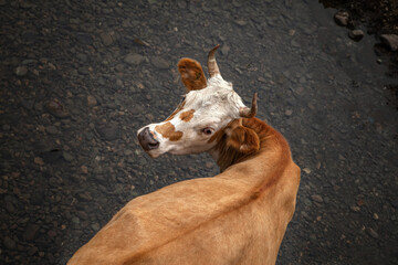 cow in the river top view close-up. A thirsty cow. Keeping livestock outdoors