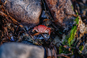 small red crab on a rocky beach