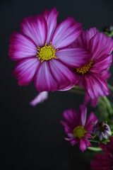 cosmos flower