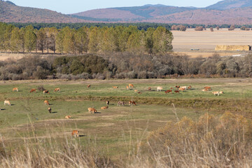 Paisaje rural con ganado  pastando, en la provincia de Soria
