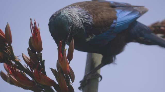 A Tui Bird In New Zealand Feeding On a Flax flowers