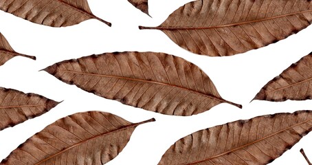 autumn leaf isolated on white background