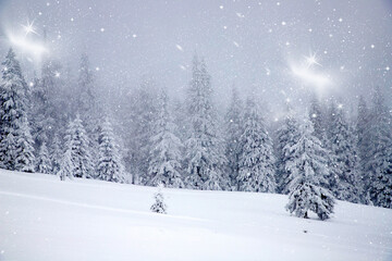 magic winter landscape with snowy fir trees