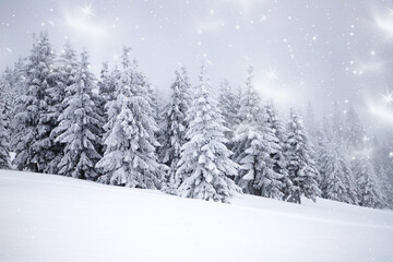 Obraz premium magic winter landscape with snowy fir trees