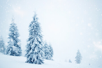 magic winter landscape with snowy fir trees