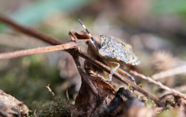 Brown Marmorated Stink Bug (Halyomorpha halys)
