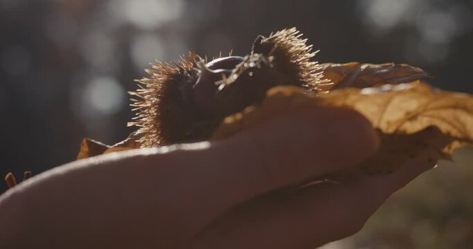 Chestnuts in cupule or bur on female hand autumn fall flare close up