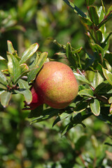 Close-up selective focus view of a single pomegranate fruit on a tree
