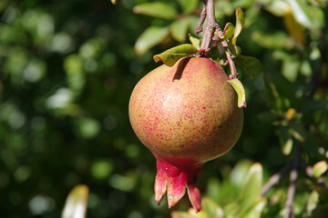 Close-up selective focus view of a single pomegranate fruit on a tree