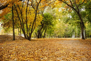 Beautiful alley with autumn leaves in city park