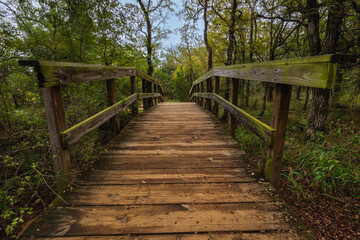 wooden bridge in the woods