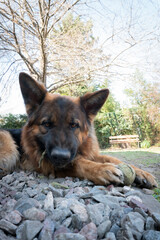 Naklejka premium Animales y naturaleza