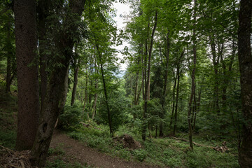 Dirthpath in the middle of deciduous trees in a typical alpine forest in the Julian Alps in Slovenia, during a grey rainy day, in deep woods, in Europe...