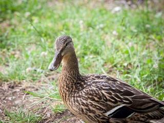 Fototapeta premium Female mallard duck standing by the waters of Bled lake in Slovenia. The Mallard, or anas platyrhynchos, is a wild dabbling duck present in Europe...