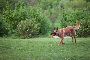 Malinois Belgian Shepherd dog running in a park and playing to fetch a ball, in a dog game called fetching, traditional for canine education. ......