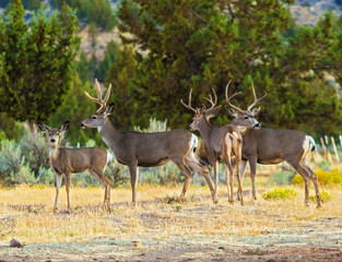 Black Tail Deer near Madras, Oregon USA - obrazy, fototapety, plakaty