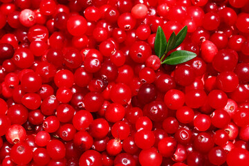Many ripe lingonberry as background, closeup