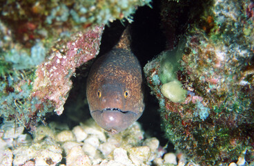 A Tropical Brown Moray Eel Peering Out at the Camera in a Smile with the Head, Eyes, Nose , and Teeth Very Clearly Seen off the Coast of Kona Hawaii