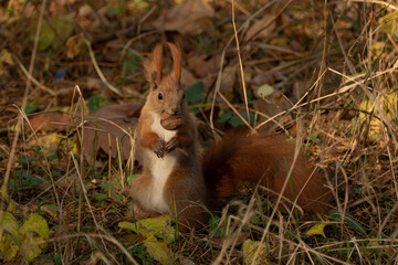 red squirrel with walnuts in the autumn forest among the leaves