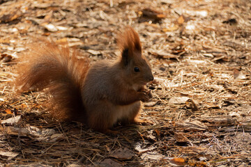 Naklejka na ściany i meble red squirrel with walnuts in the autumn forest among the leaves