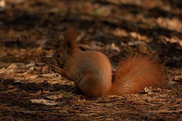 red squirrel with walnuts in the autumn forest among the leaves