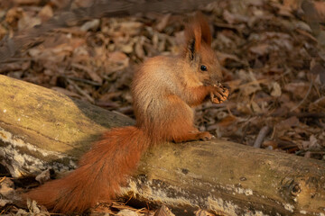 red squirrel with walnuts in the autumn forest among the leaves