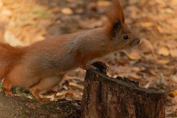 red squirrel in the autumn forest among the leaves
