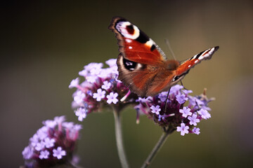 Peacock Butterfly 