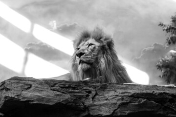 The lion sits on a stone, against the background of the sky. King of beasts. Black and white...