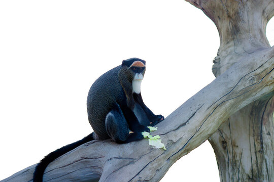 The brazza monkey sits on a tree and eats cabbage. On white background