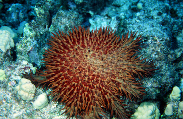Naklejka na ściany i meble An Invasive Crown of Thorns Starfish Sea Star Feeding and Causing Damage to the Tropical Coral Near Kona, Hawaii