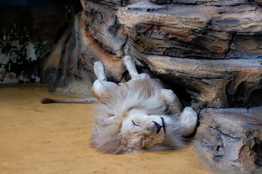 The lion sleeps on the ground against the background of the mountain.