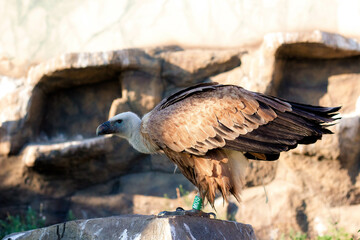 Griffon Vulture, Gyps fulvus sits on a rock. Portrait. Africa, wild world.
