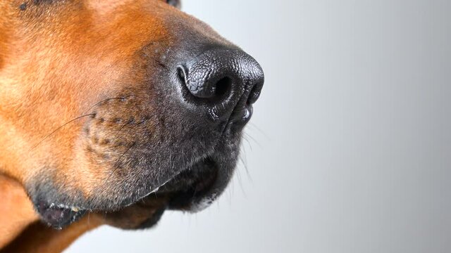 Dog sniffing Dog nose close-up