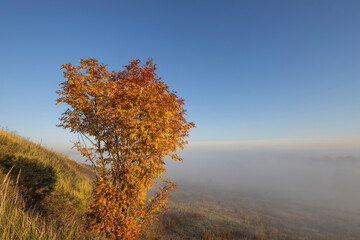 picturesque landscape, rowan bush with bright orange leaves. Fog-covered expanses through which the first rays of the rising sun pass. Dawn on a cold autumn morning. © Sergei