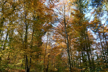 Fototapeta premium colorful trees in autumn under blue sky