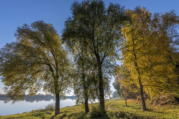 Autumn landscape in the early morning with a view of the river. Large trees with yellow leaves in the backlight. Yellow leaves on trees and bushes are illuminated by the rays of the rising sun.