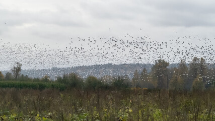 Large flock of birds in Washington State. 