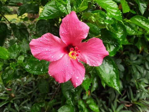 Red Hibiscus flower with raindrops in the garden. Close up picture with red hibiscus flower with water drops in rainy forest