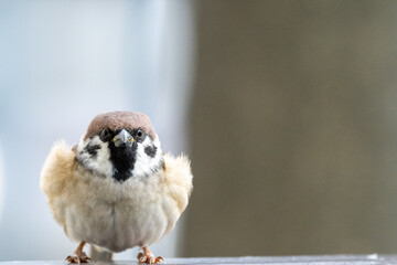 Fluffy tree sparrow is standing on the handrail and looing into the camera.