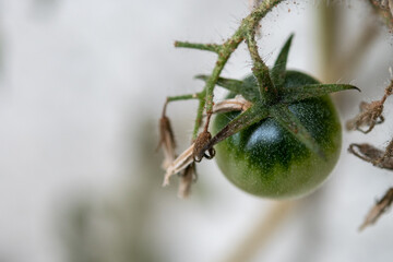 Forgotten small green tomato. The last one of this year. 