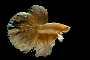 Capture the moving moment of white siamese fighting fish isolated on black background