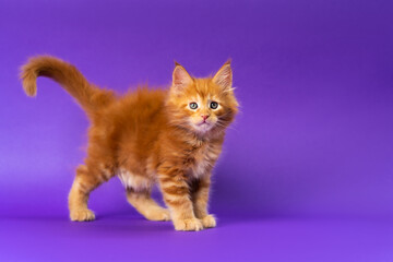Purebred male ginger kitten has stopped in front of camera on purple background, is looking into it intently, raising bushy tail. Side view. Studio shot. Concepts and ideas for International Cat Day.