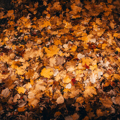 Wet fallen autumn leaves after rain background. Minimal season specific and fall concept. Copy space.