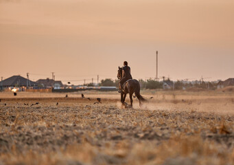 Girl riding a friesian horse in a field at sunset