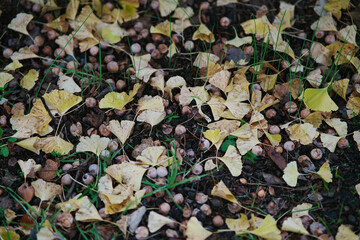 Tokyo,Japan - November 8, 2021: Fallen ginkgo nuts in autumn in Japan
