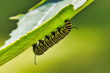 Macro view of a striped monarch caterpillar backlit against a bright green background.