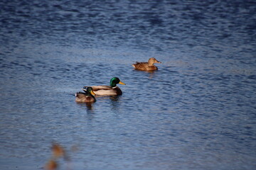 Mallard duck on Nebraska Lake