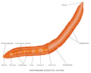 Earthworm Digestive System. Earthworm anatomy illustration. Internal anatomy of an example of a Oligochaete annelid (the earthworm) on white background.