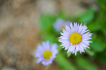 ミヤマアズマギク